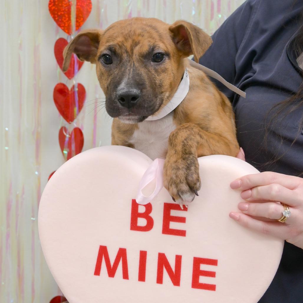Enlarge Mint Chip, a Adoptable Mixed Breed in Naperville, IL image 6/6