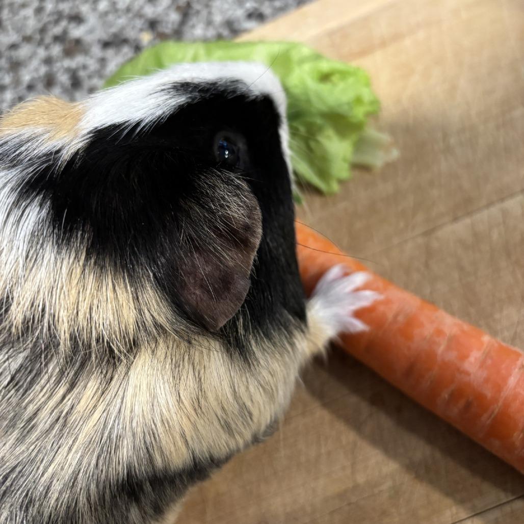 Enlarge Pudding with Coffee, a Adoptable Guinea Pig in Manchester, CT image 1/6