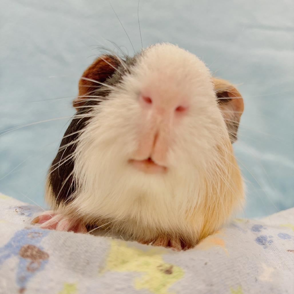 Enlarge Pudding with Coffee, a Adoptable Guinea Pig in Manchester, CT image 2/6