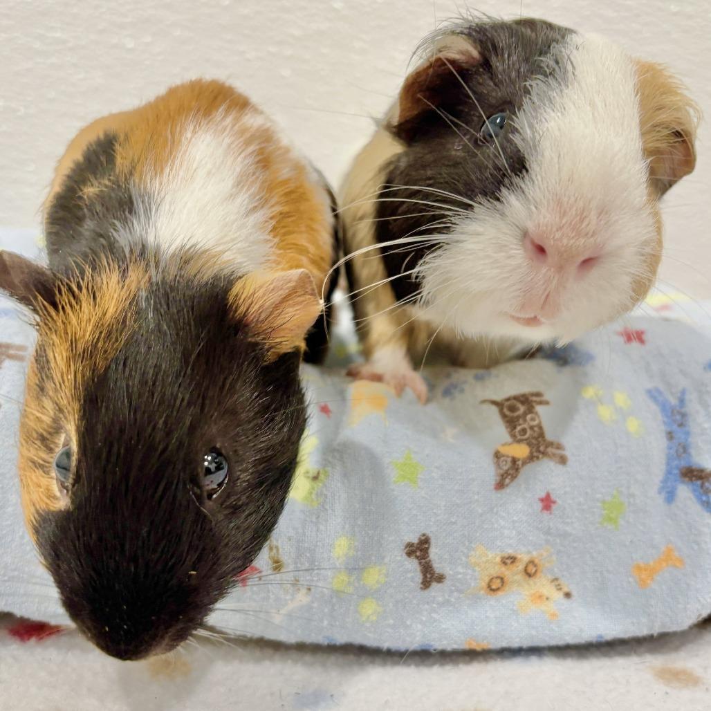 Enlarge Pudding with Coffee, a Adoptable Guinea Pig in Manchester, CT image 3/6