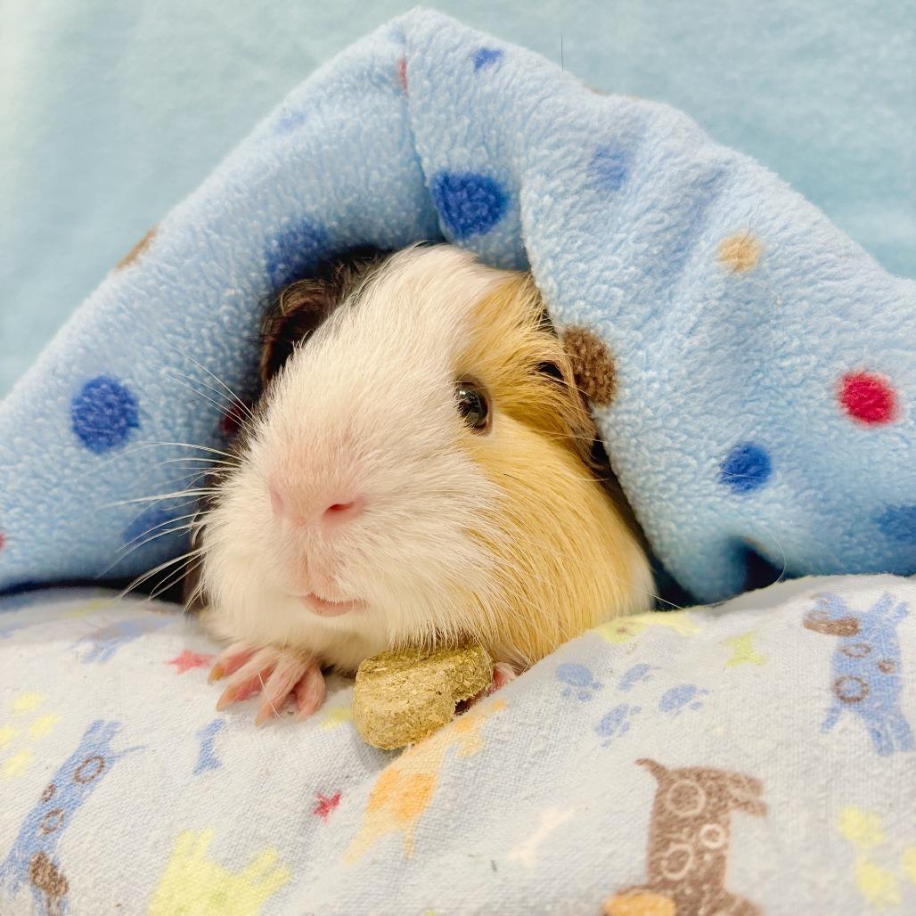 Enlarge Pudding with Coffee, a Adoptable Guinea Pig in Manchester, CT image 4/6