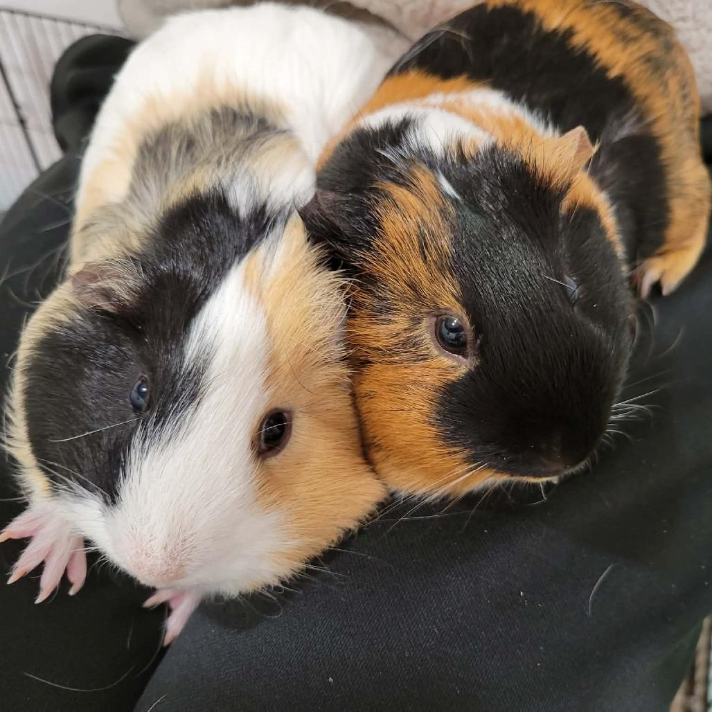 Enlarge Pudding with Coffee, a Adoptable Guinea Pig in Manchester, CT image 5/6