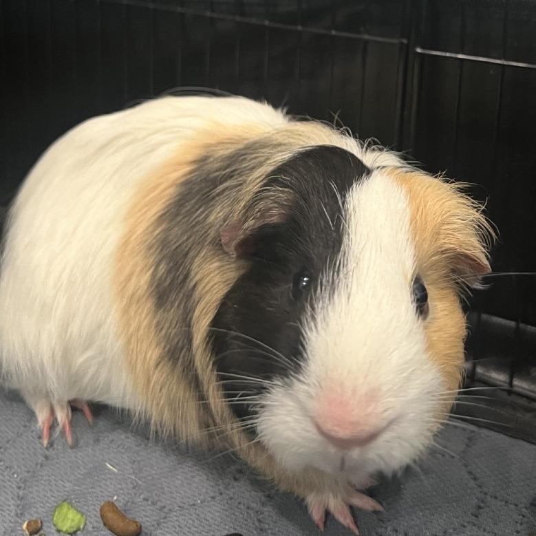 Enlarge Pudding with Coffee, a Adoptable Guinea Pig in Manchester, CT image 6/6