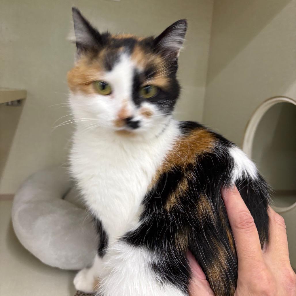 Roasted Cauliflower, Adoptable, Adult Female Domestic Short Hair.