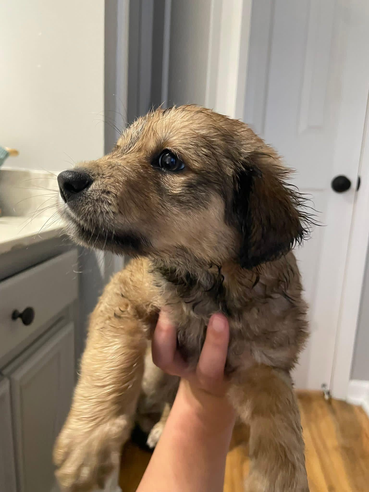 Enlarge Aspen , an adopted Mixed Breed in Memphis , TN image 5/5