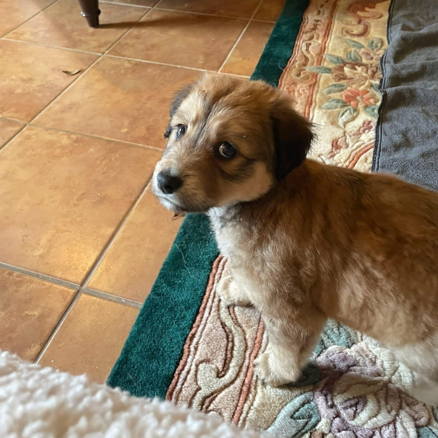 Enlarge Aspen , an adopted Mixed Breed in Memphis , TN image 3/5