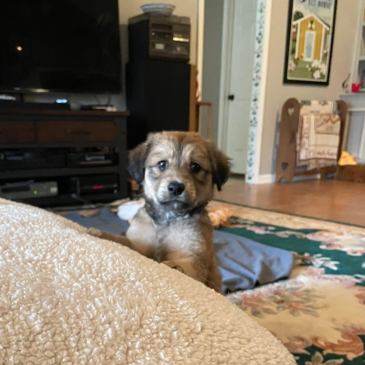 Enlarge Aspen , an adopted Mixed Breed in Memphis , TN image 2/5