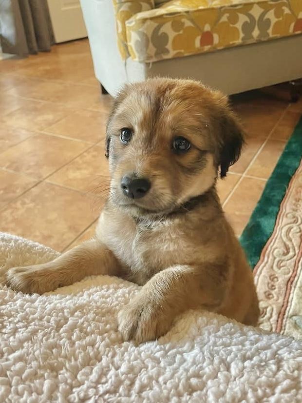 Enlarge Aspen , an adopted Mixed Breed in Memphis , TN image 1/5