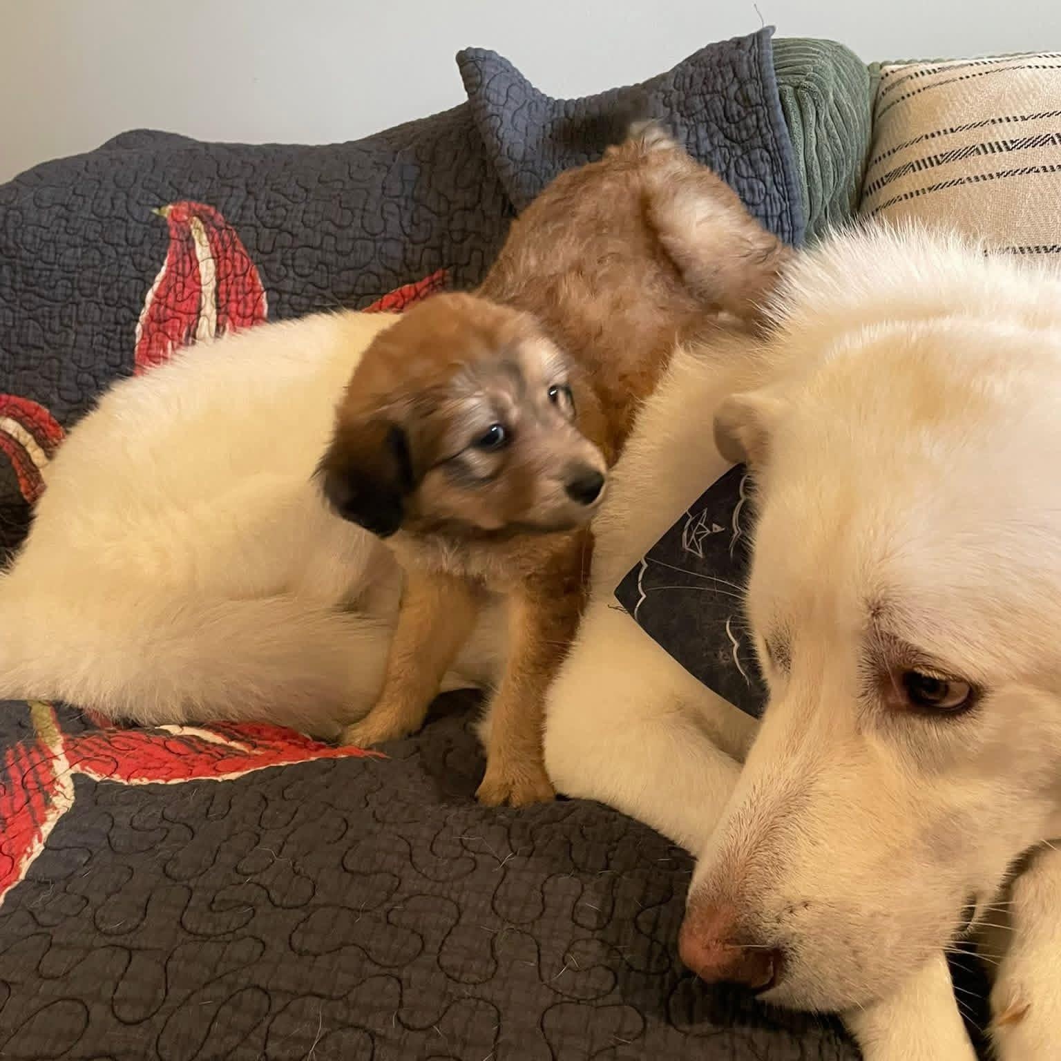 Aspen — thumbnail 5