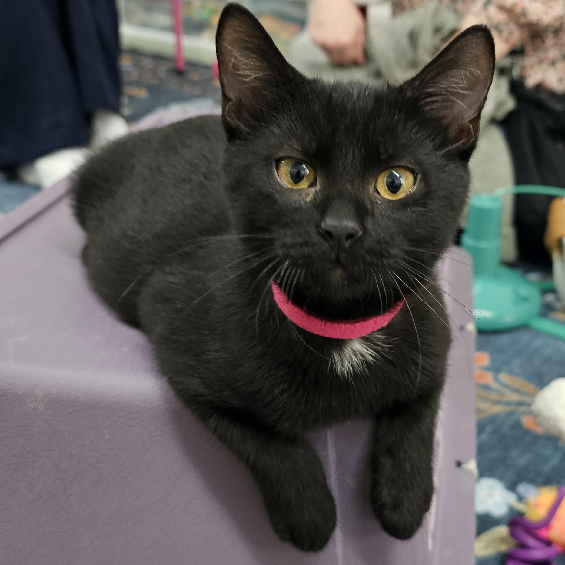 Enlarge Turnip, a Adoptable Domestic Short Hair in Toledo, OH image 1/3