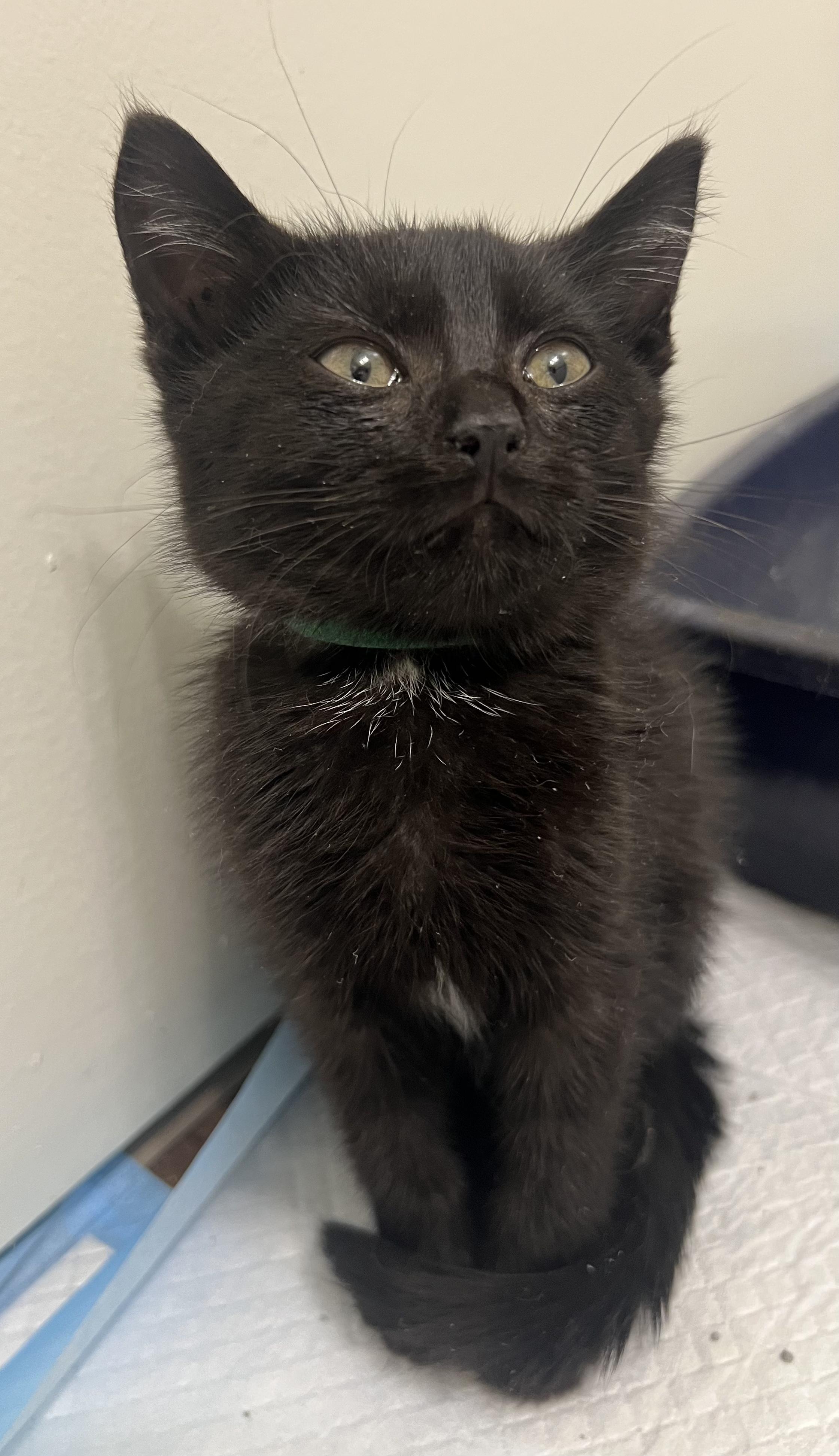 Enlarge Turnip, a Adoptable Domestic Short Hair in Toledo, OH image 3/3