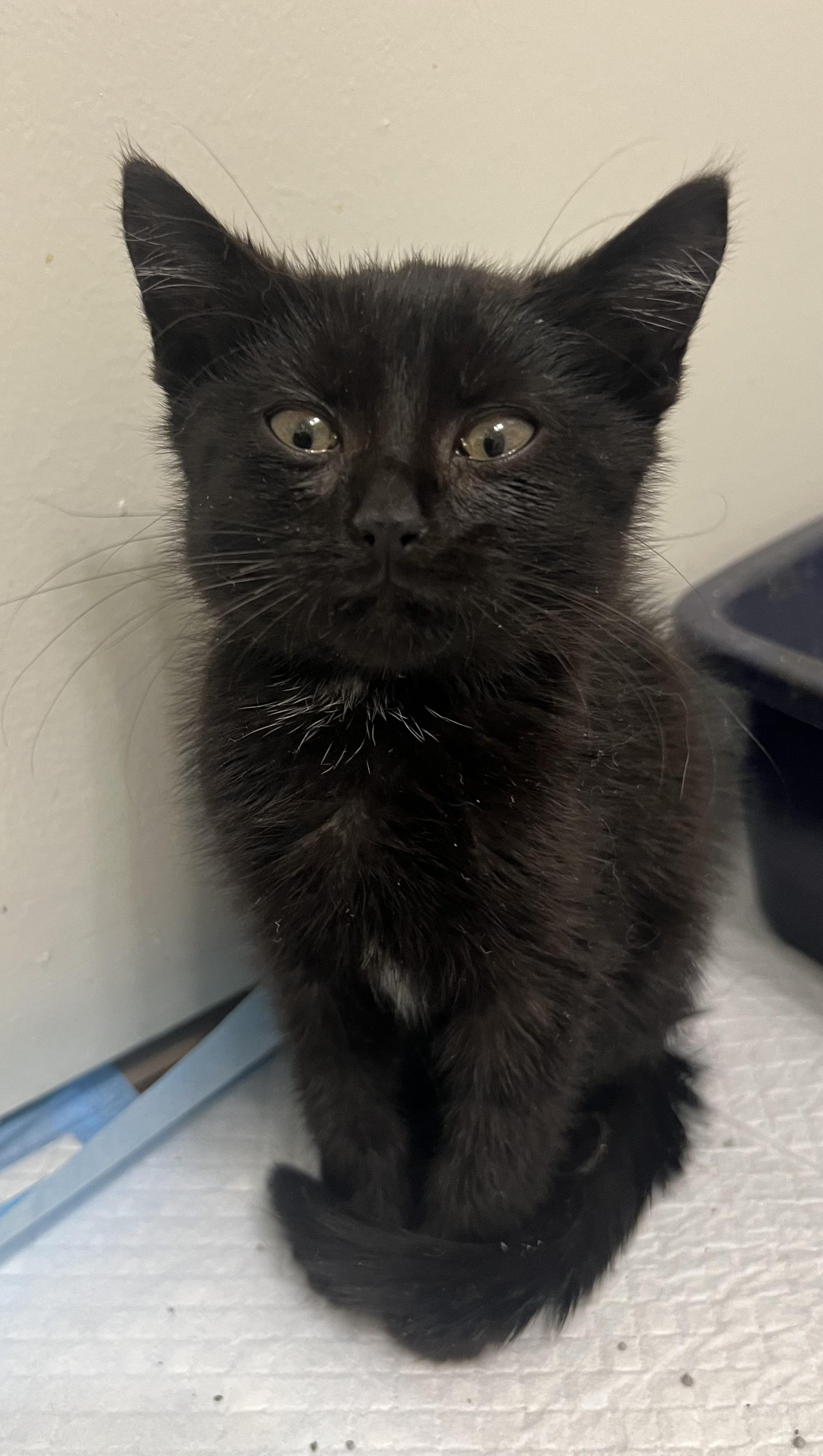 Enlarge Turnip, a Adoptable Domestic Short Hair in Toledo, OH image 2/3