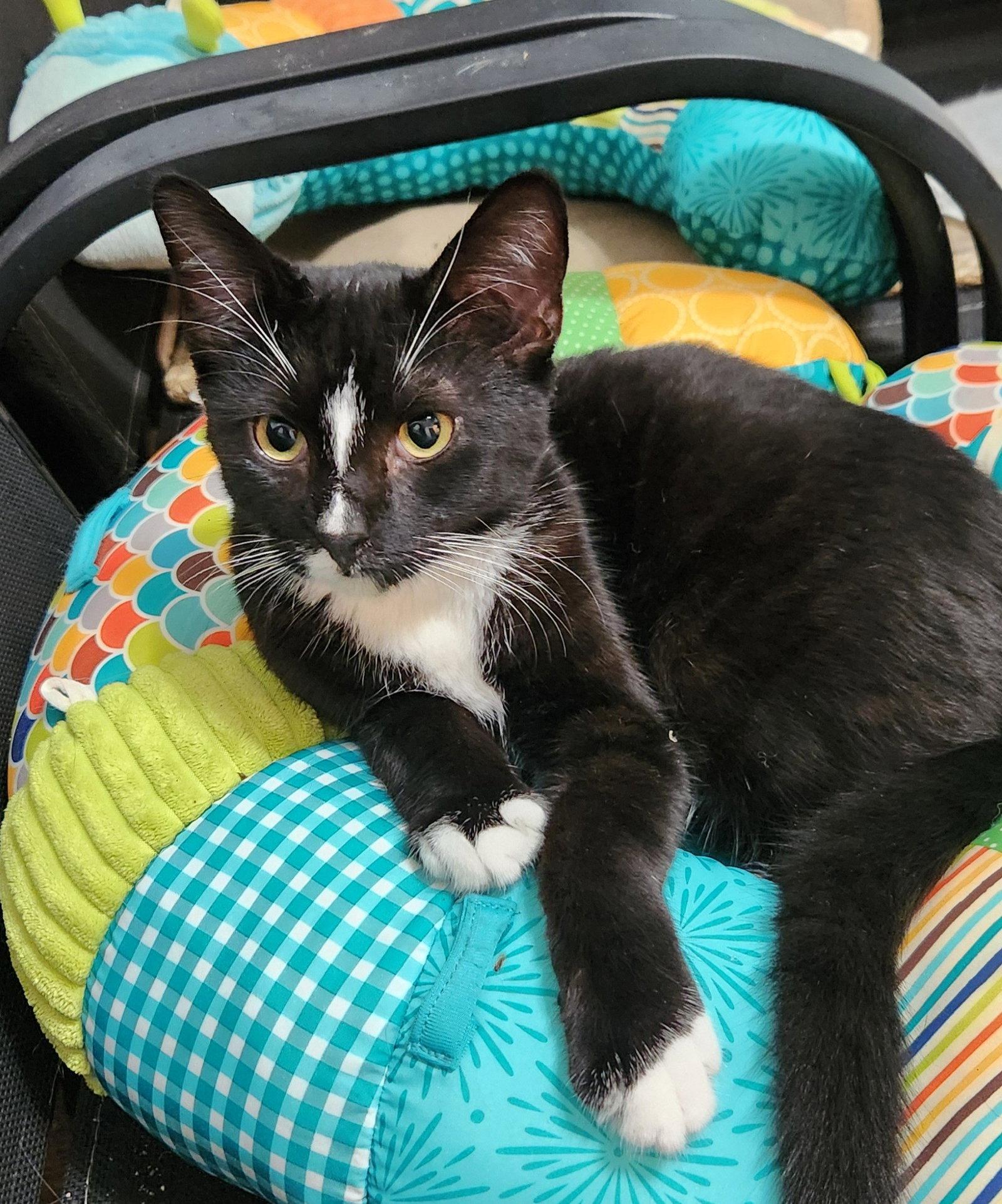 Bubba, a Adoptable Domestic Short Hair in Clinton, OK image 1/2
