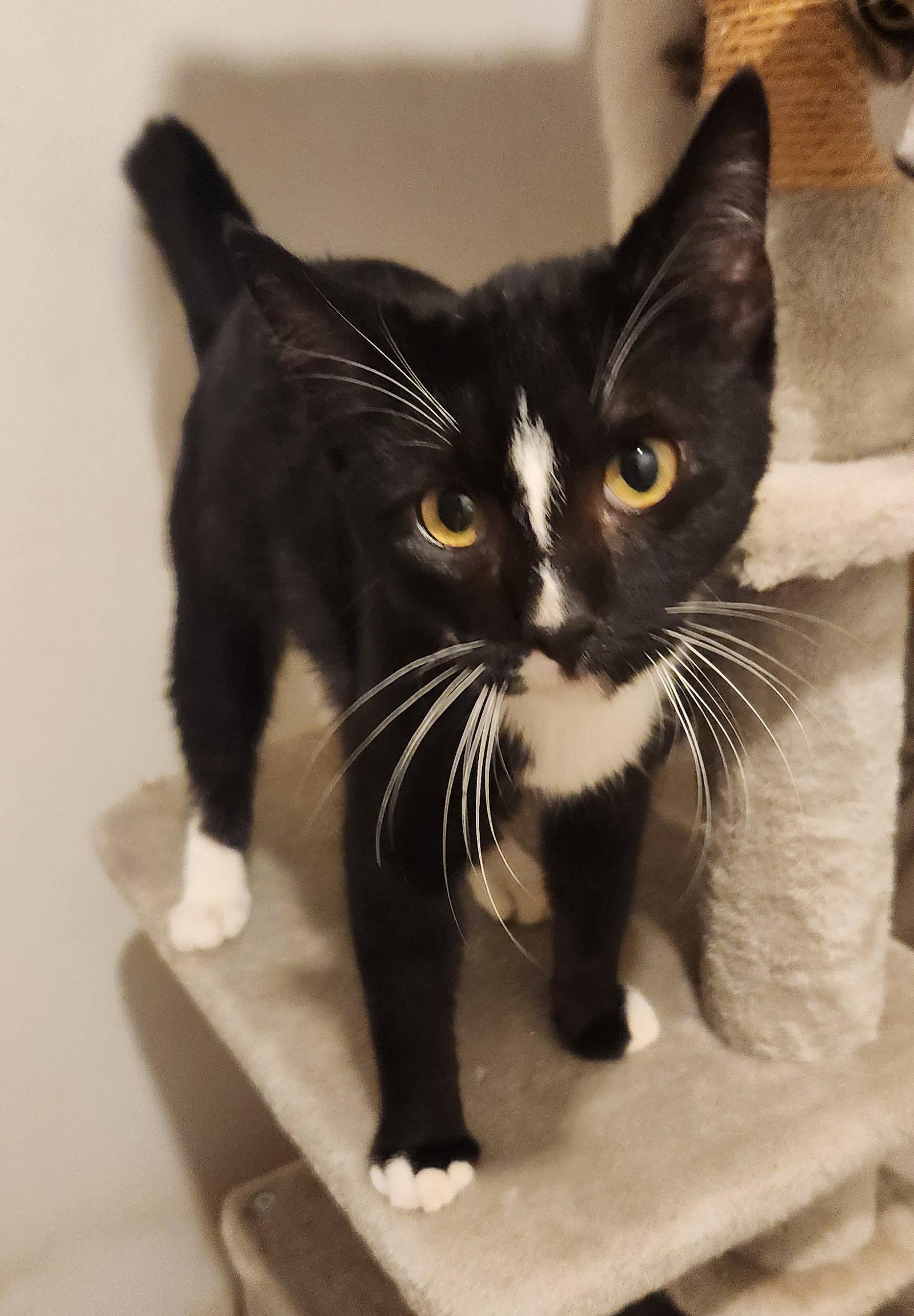 Bubba, a Adoptable Domestic Short Hair in Clinton, OK image 2/2