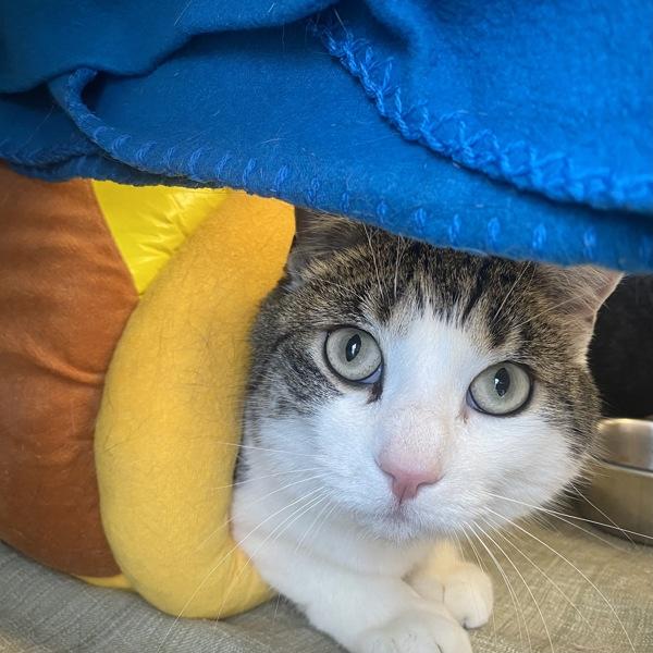 Dorinda (dorito), Adoptable, Adult Female Domestic Short Hair.