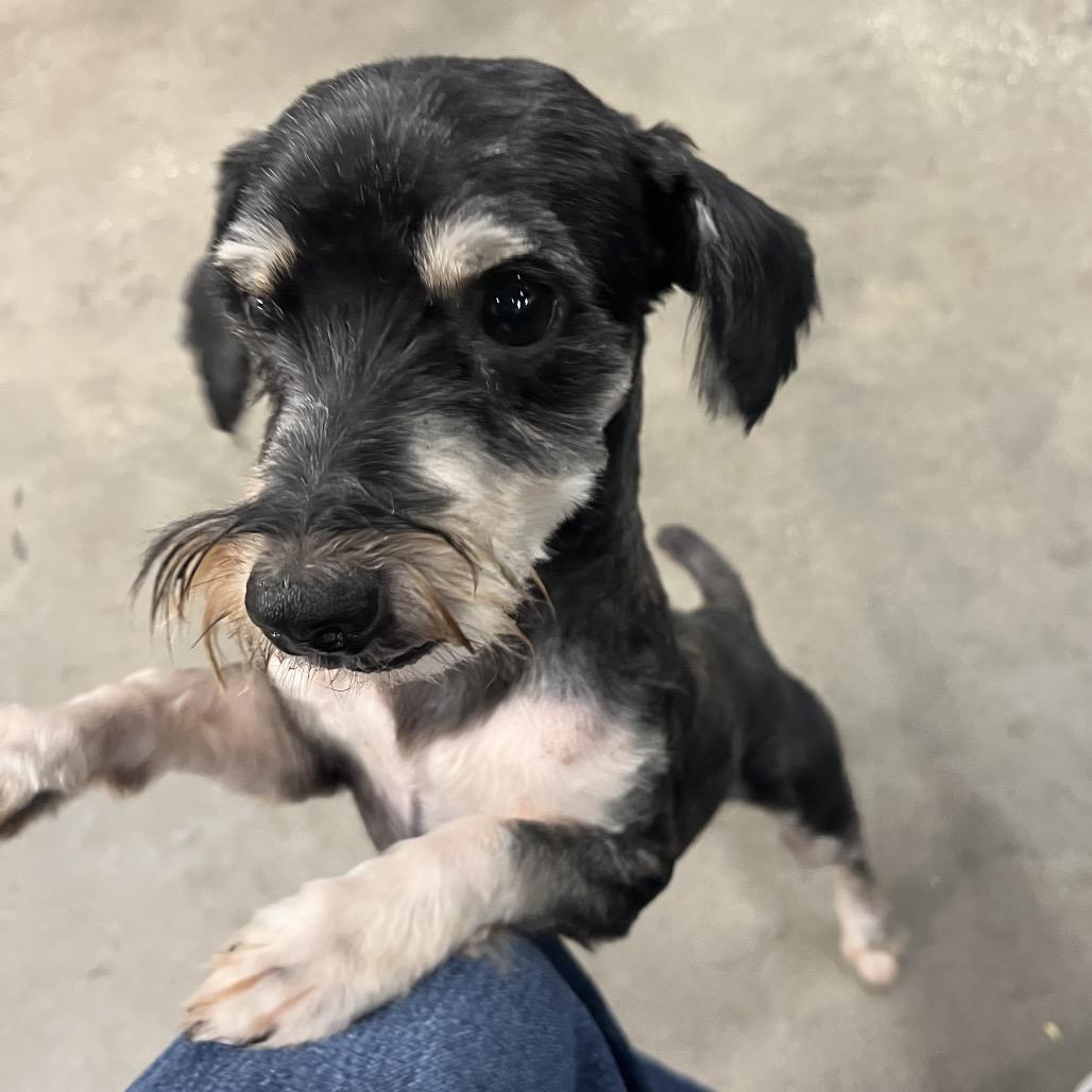 Matt, Adoptable, Adult Male Yorkshire Terrier & Mixed Breed.