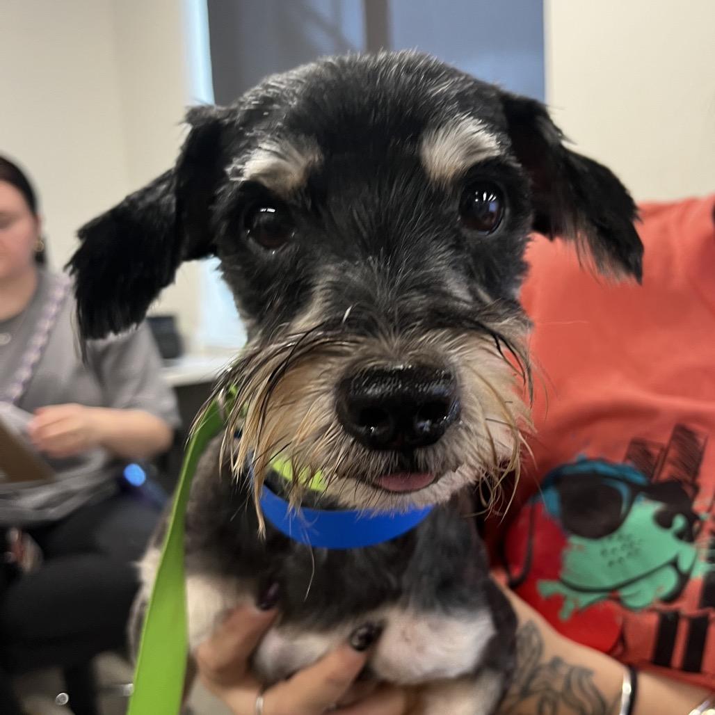 Enlarge Matt, a Adoptable mixed breed in Tampa, FL image 2/3