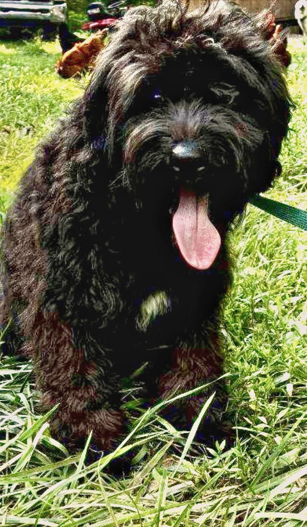 Buddy, Adopted, Puppy Male Poodle & Golden Retriever.