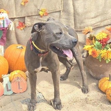 Gigi, an adoptable American Staffordshire Terrier, Labrador Retriever in Hermantown, MN, 55811 | Photo Image 6