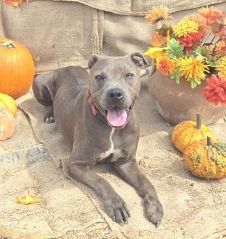 Gigi, an adoptable American Staffordshire Terrier, Labrador Retriever in Hermantown, MN, 55811 | Photo Image 1