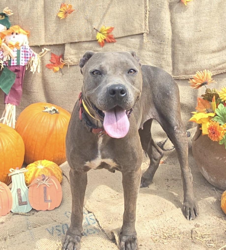 Gigi, an adoptable American Staffordshire Terrier, Labrador Retriever in Hermantown, MN, 55811 | Photo Image 4