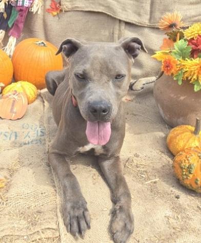 Gigi, an adoptable American Staffordshire Terrier, Labrador Retriever in Hermantown, MN, 55811 | Photo Image 3