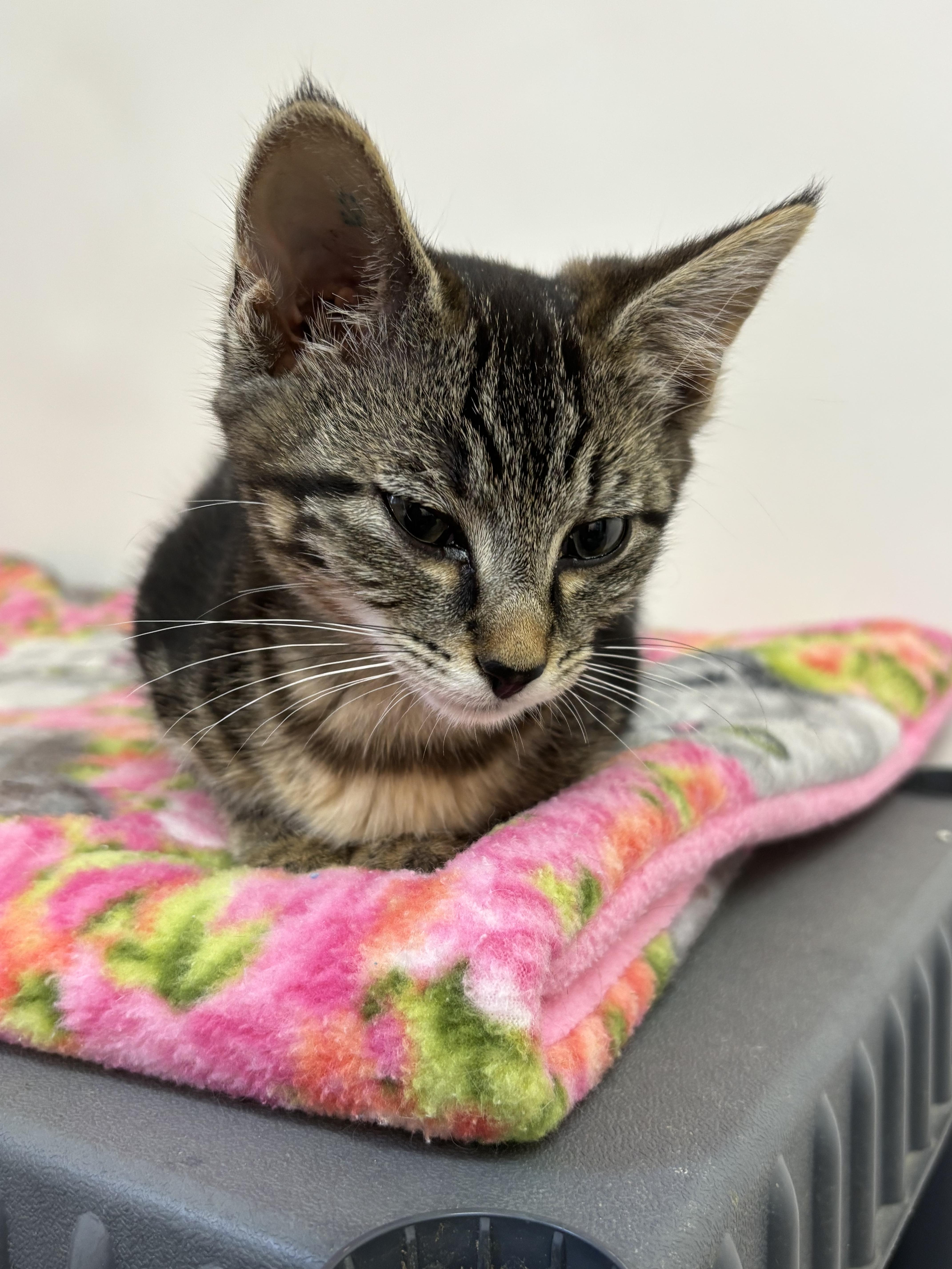 Carly, an adoptable Domestic Medium Hair, Tabby in Crescent City, CA, 95531 | Photo Image 2