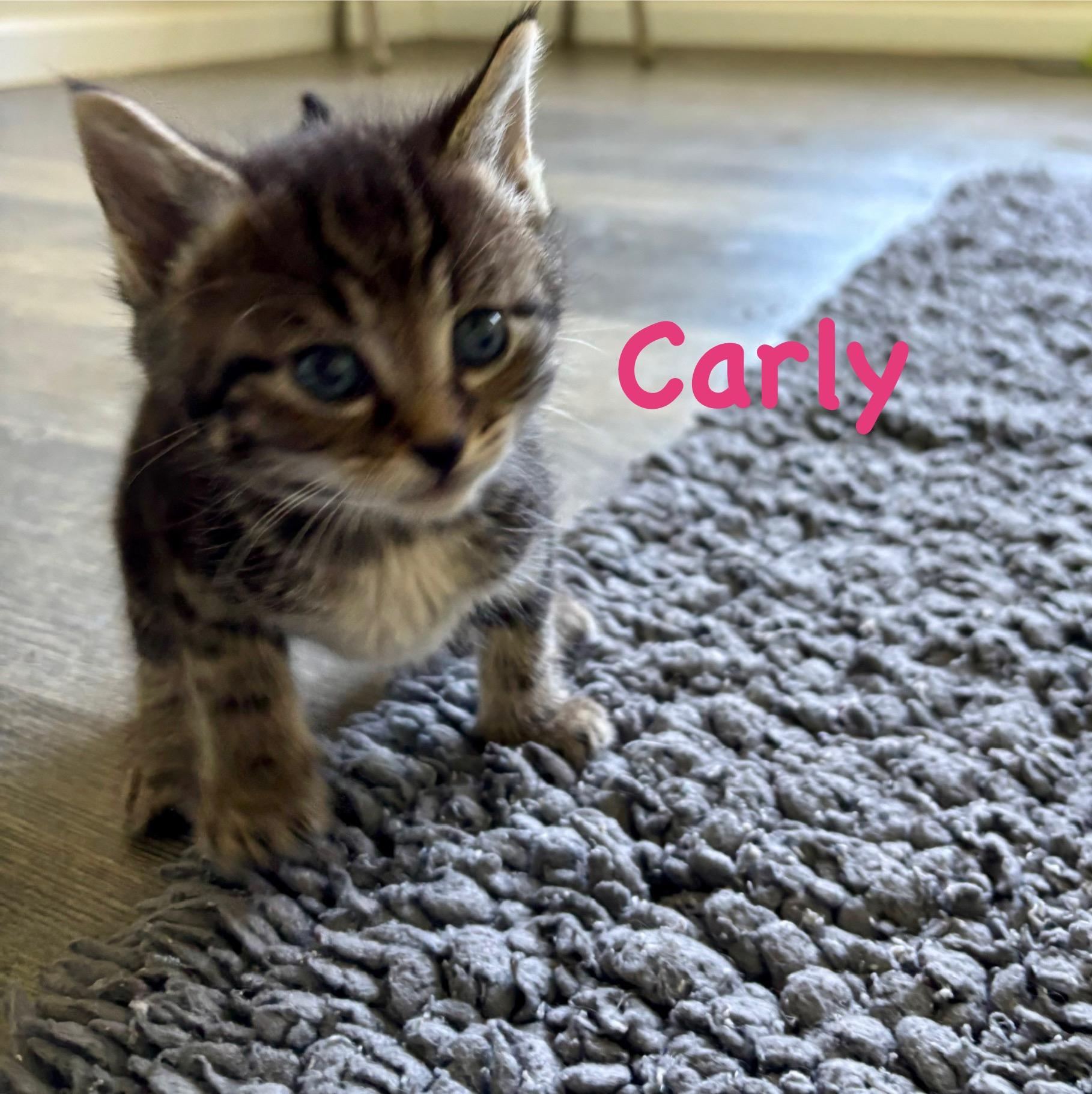 Carly, Baby Female Domestic Medium Hair