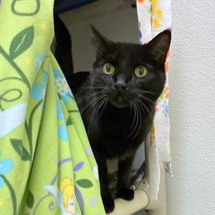 Mowgli, Adoptable, Senior Female Domestic Short Hair.