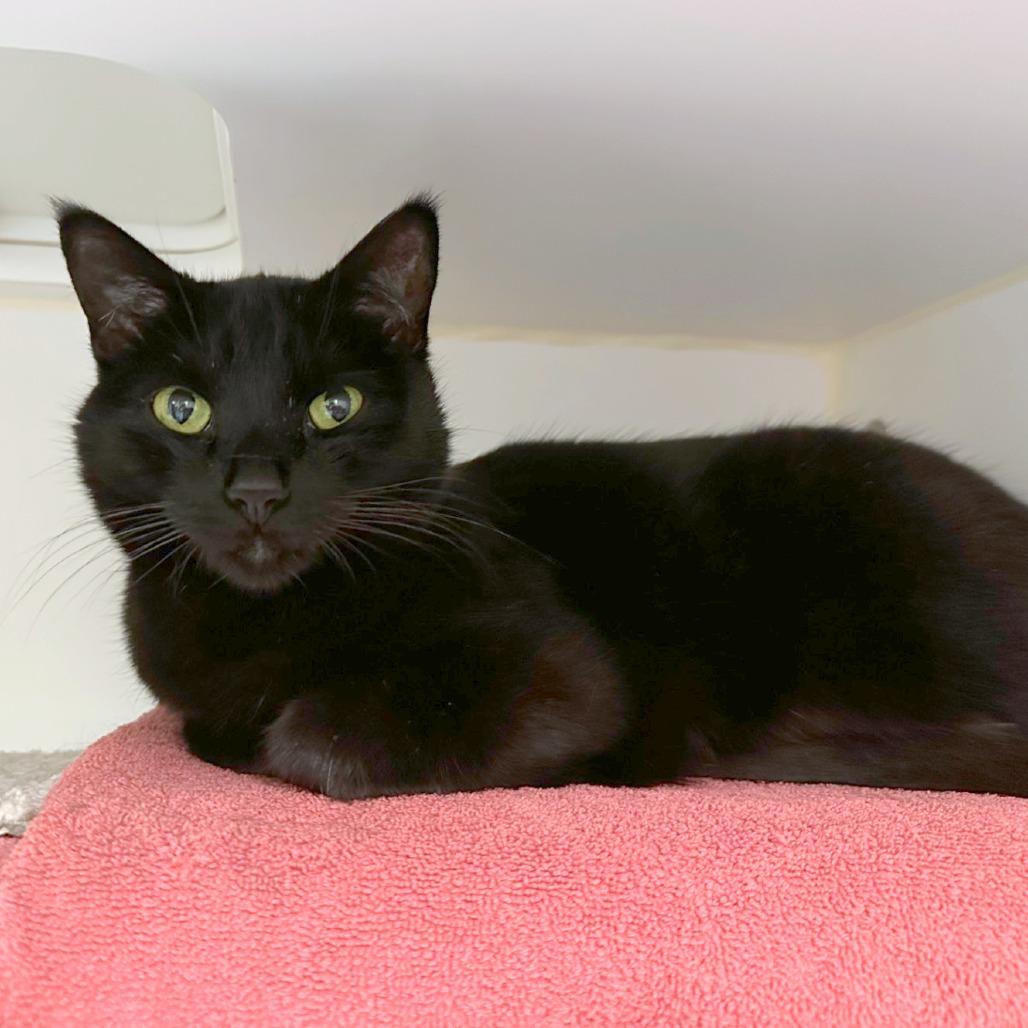 Enlarge Mowgli, a Adoptable mixed breed in Woodinville, WA image 3/4