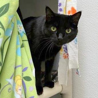 Enlarge Mowgli, a Adoptable mixed breed in Woodinville, WA image 4/4