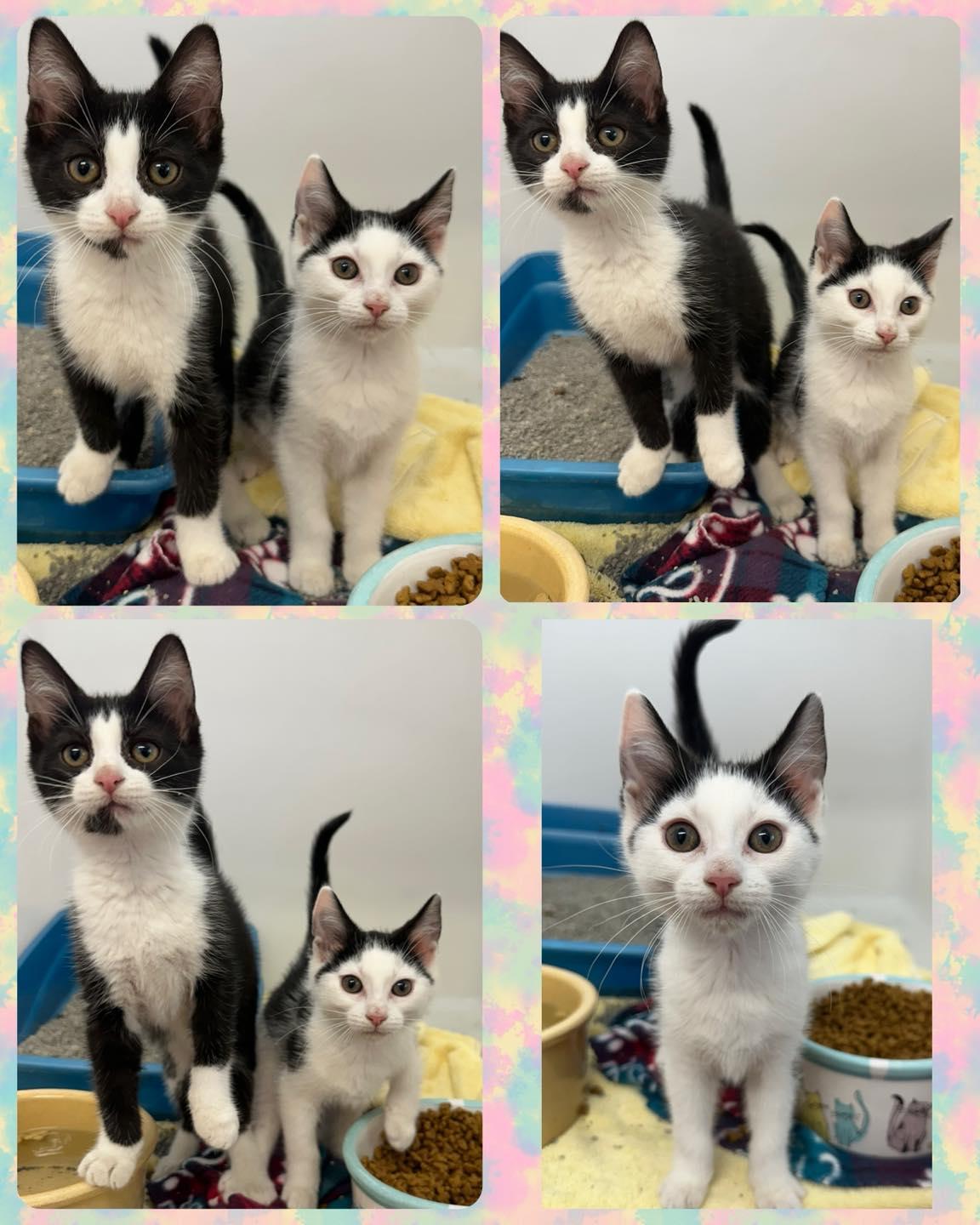 Meowtini and Kimchi, Young Female unknown