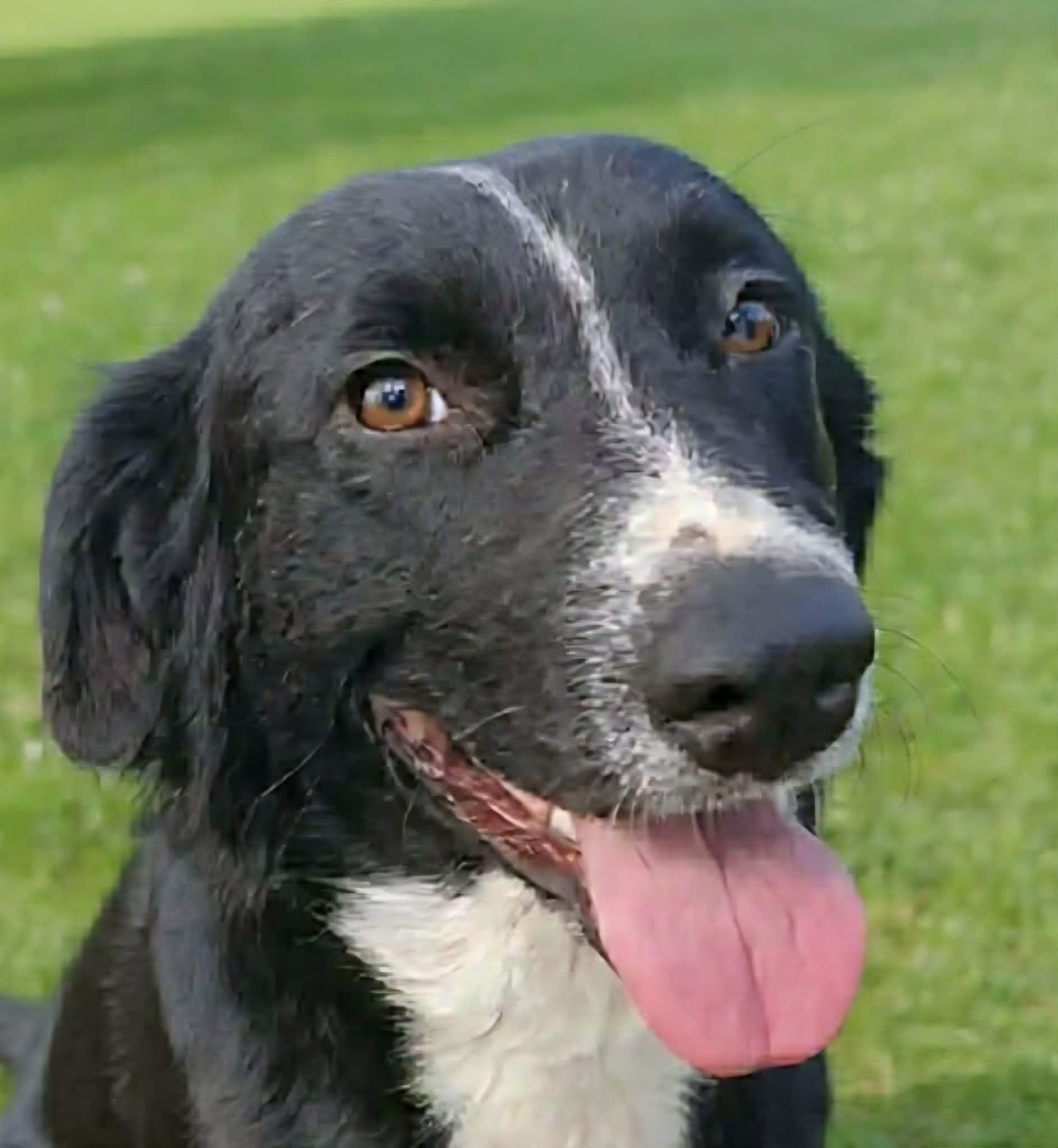 Enlarge Fair Play, a ADOPTABLE mixed breed in Newport, TN image 1/2