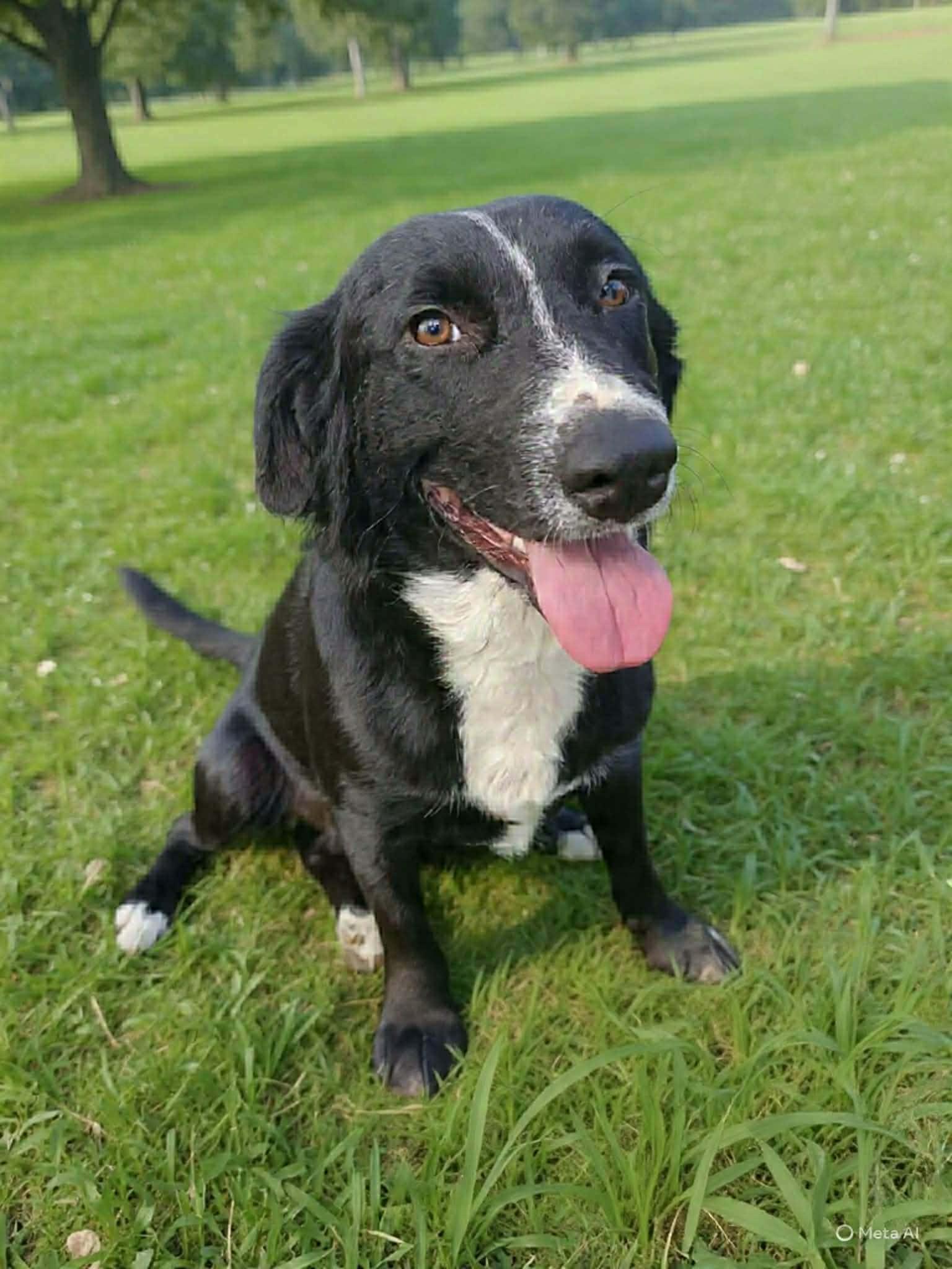 Enlarge Fair Play, a ADOPTABLE mixed breed in Newport, TN image 2/2