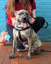 Indy, Adoptable, Adult Male Mixed Breed & Mixed Breed.