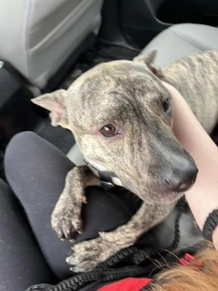 Enlarge Indy, a Adoptable mixed breed in Washington, DC image 2/3