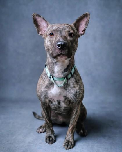 Enlarge Indy, a Adoptable mixed breed in Washington, DC image 3/3