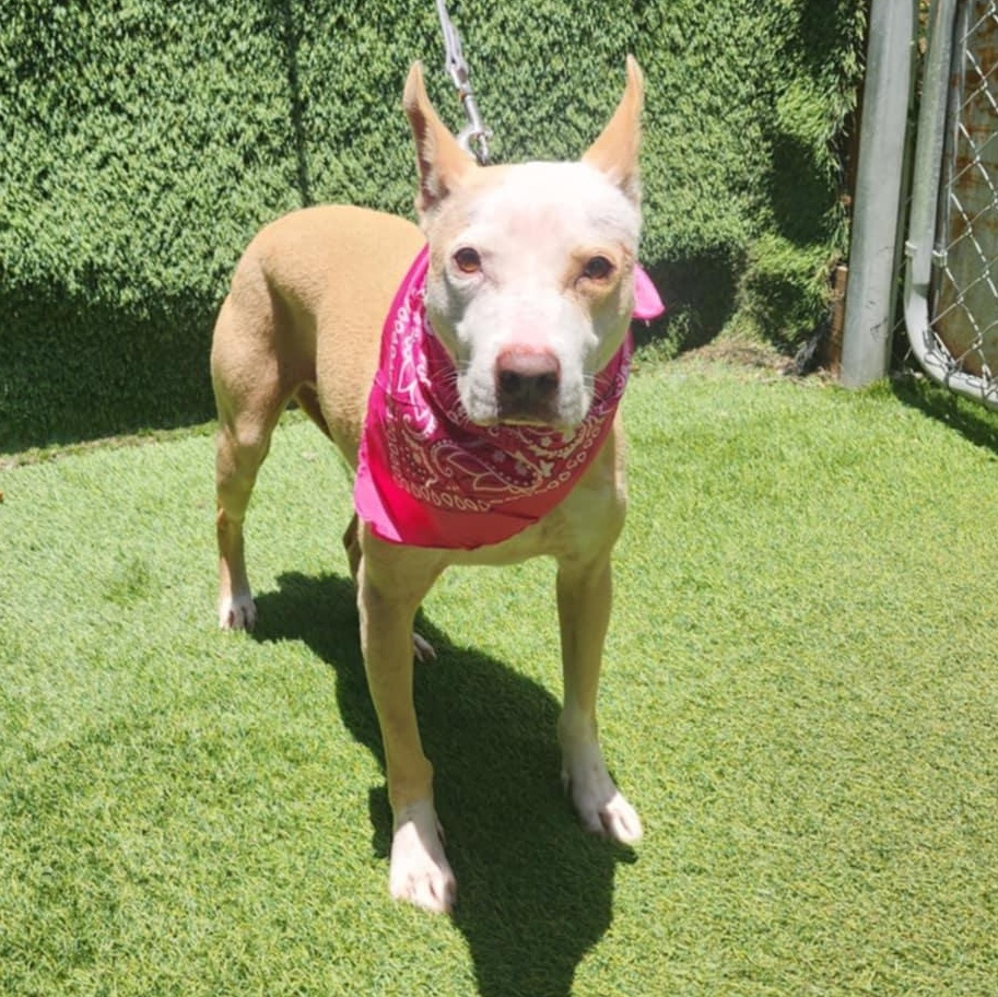 Roxy — thumbnail 4