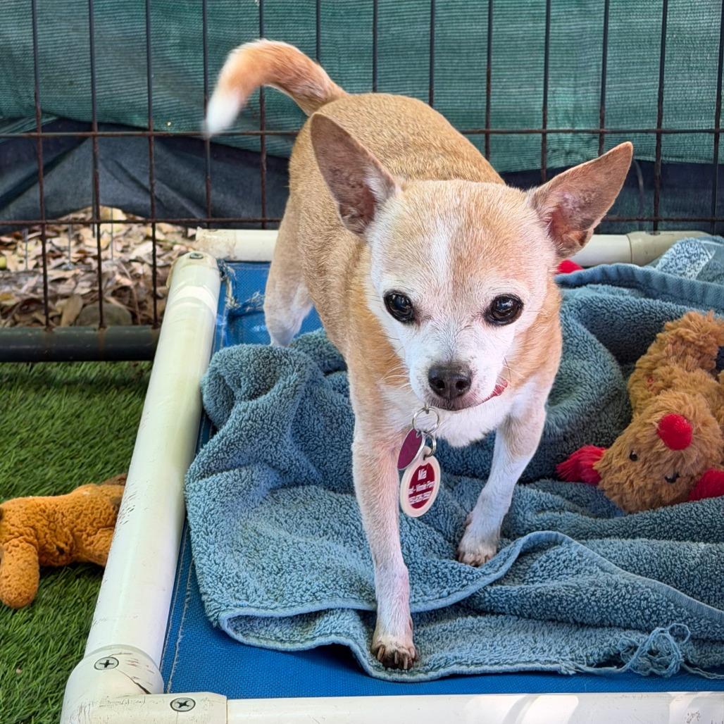 Mia, a Adoptable mixed breed in North Port, FL image 1/2