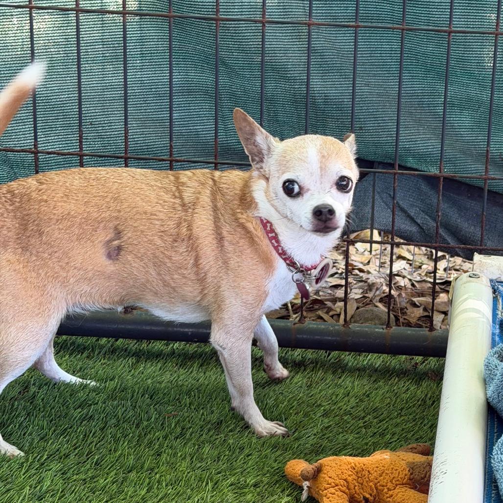 Mia, a Adoptable mixed breed in North Port, FL image 2/2