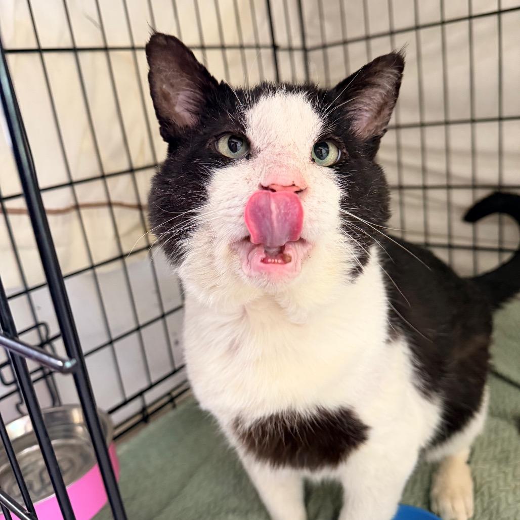 Big Head, a Adoptable Domestic Short Hair in Mount Laurel, NJ image 1/5