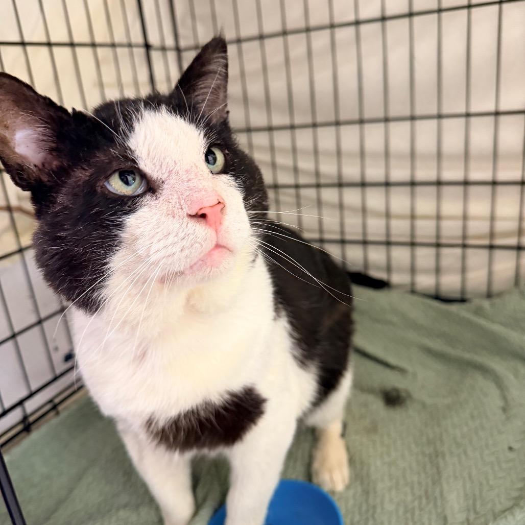 Big Head, a Adoptable Domestic Short Hair in Mount Laurel, NJ image 2/5