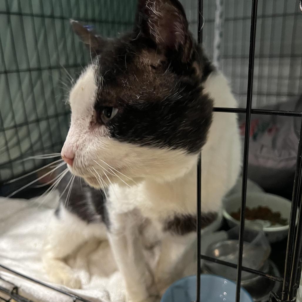 Big Head, a Adoptable Domestic Short Hair in Mount Laurel, NJ image 3/5