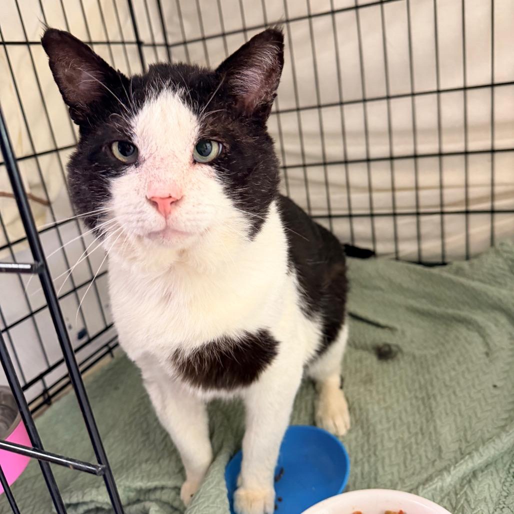 Big Head, a Adoptable Domestic Short Hair in Mount Laurel, NJ image 4/5