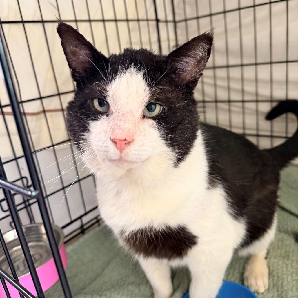 Big Head, a Adoptable Domestic Short Hair in Mount Laurel, NJ image 5/5
