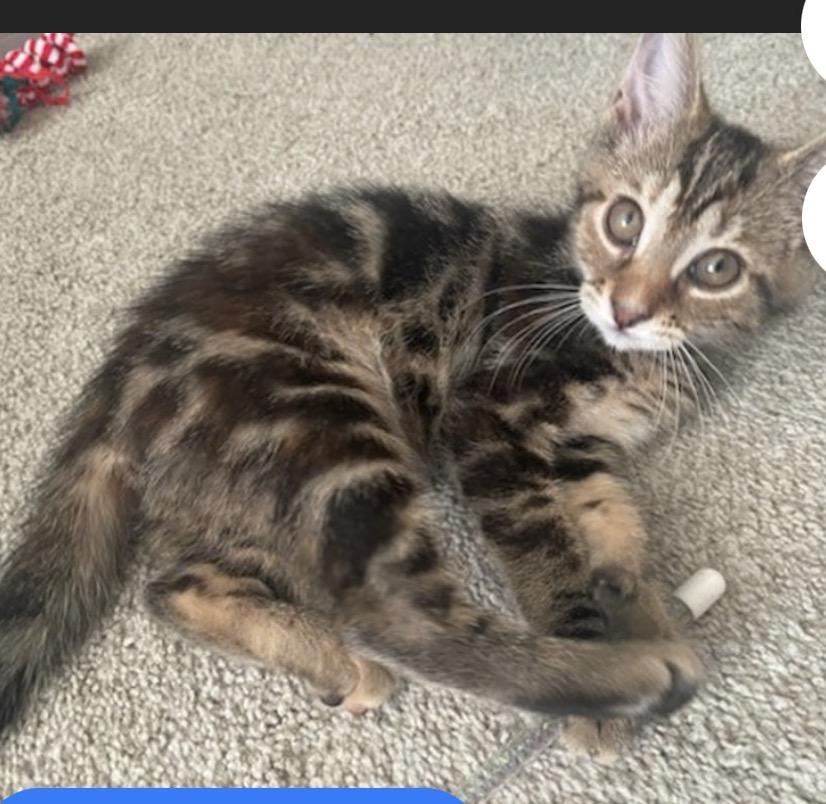 Enlarge Muffin, a Adopted Domestic Short Hair in York, PA image 2/2