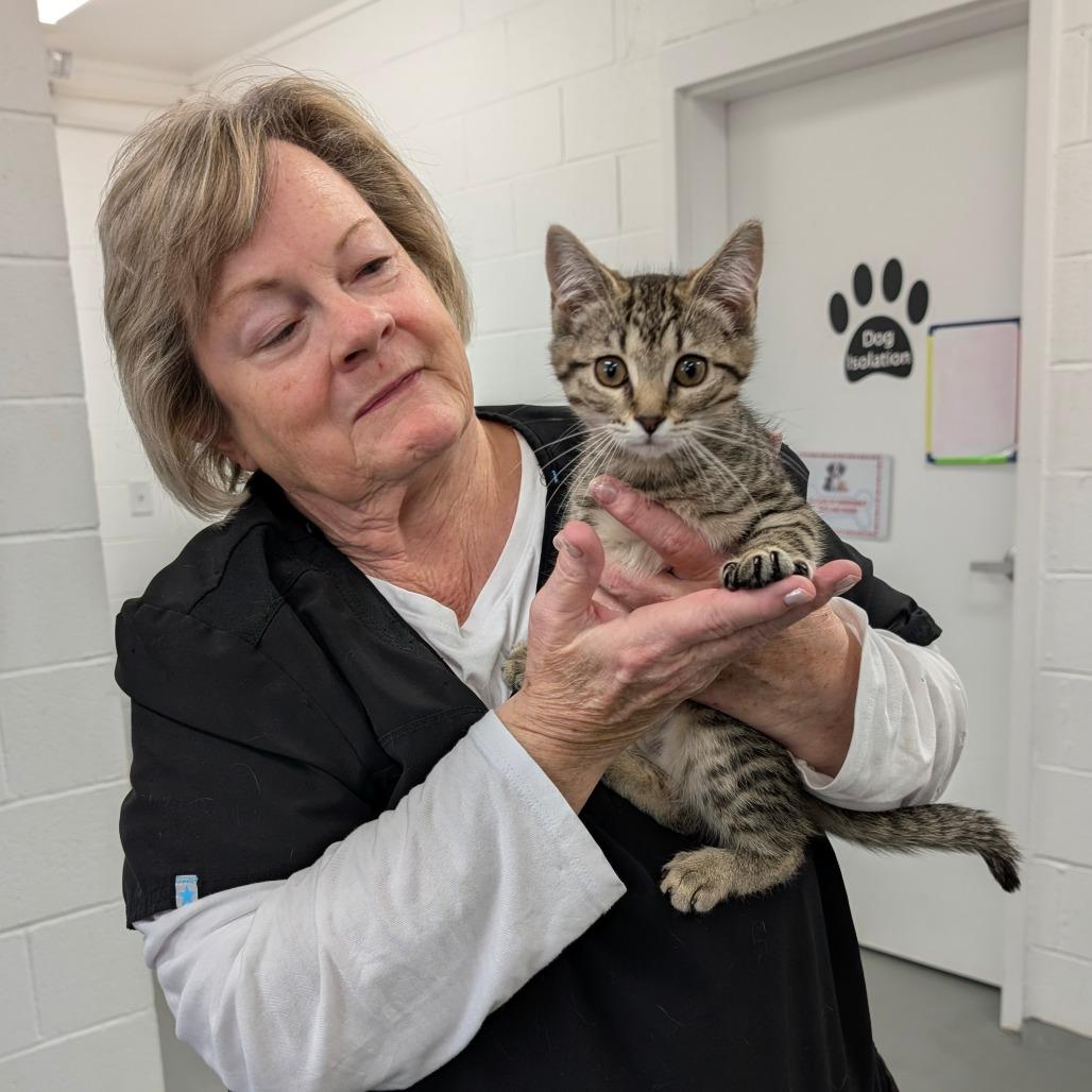 Teak, Adoptable, Kitten Female Domestic Medium Hair.