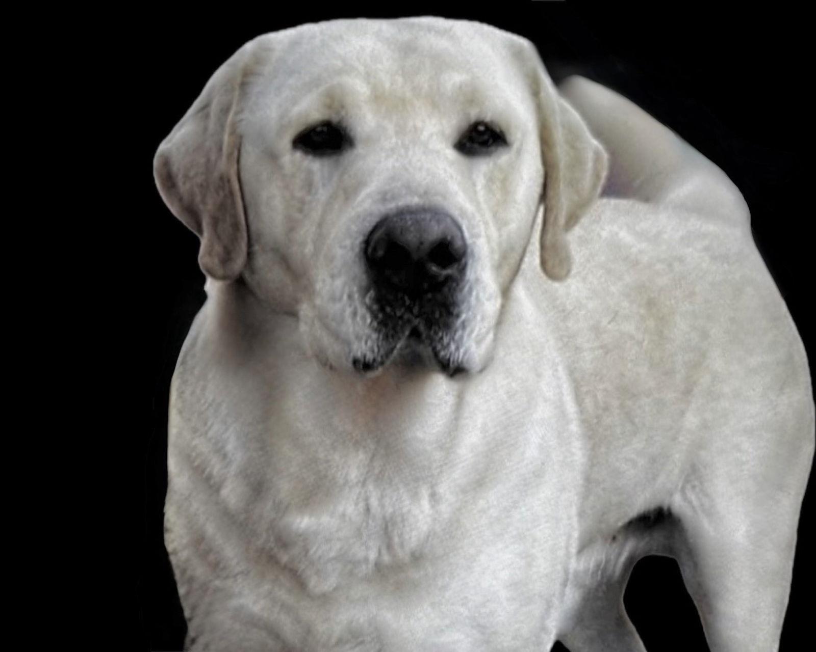 Corkey, Adoptable, Adult Male Labrador Retriever.