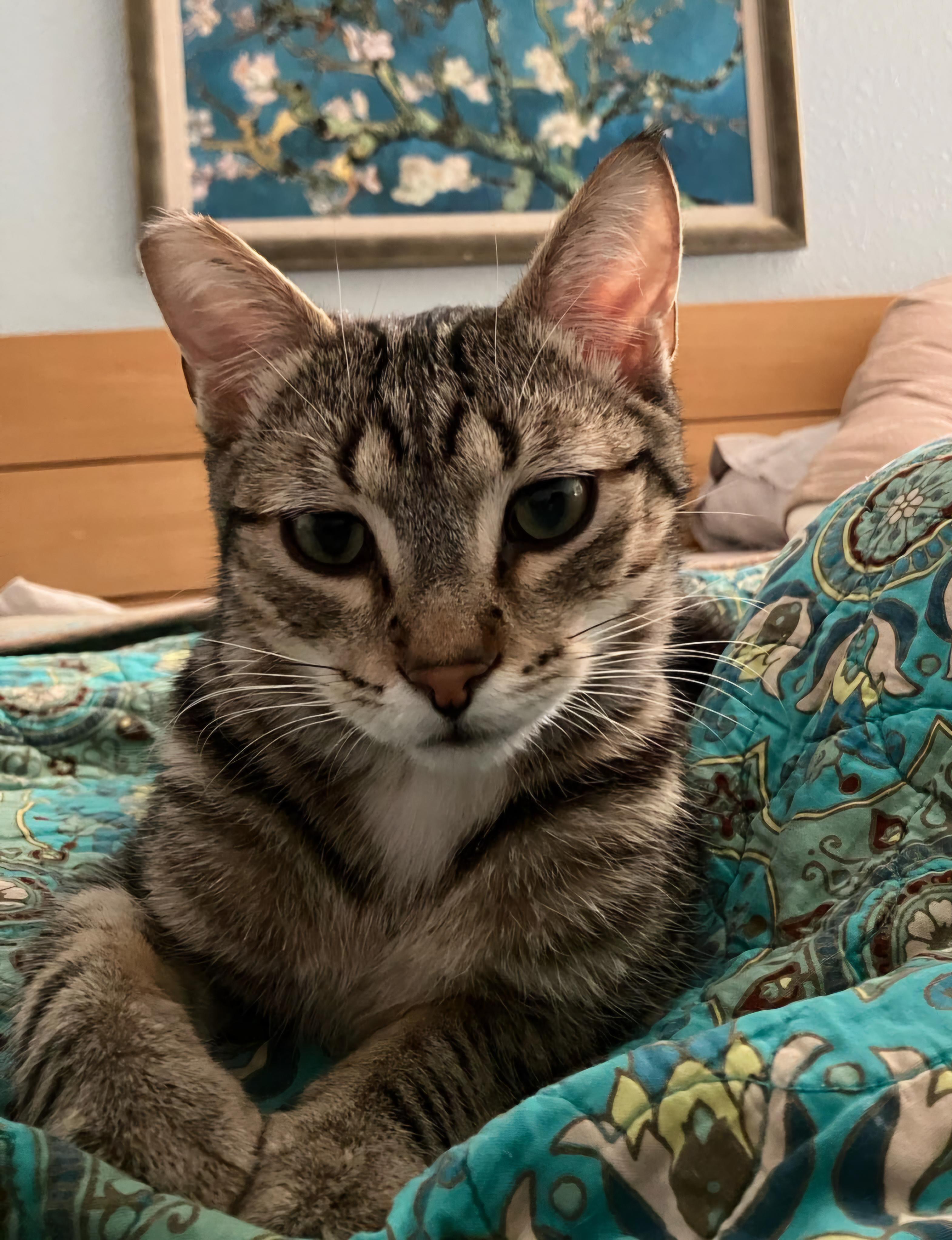 Anders, Adult Male Domestic Short Hair