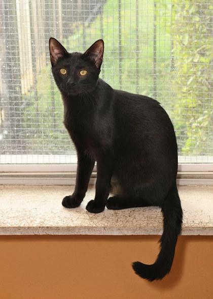 Honey, Adoptable, Young Female Domestic Short Hair.